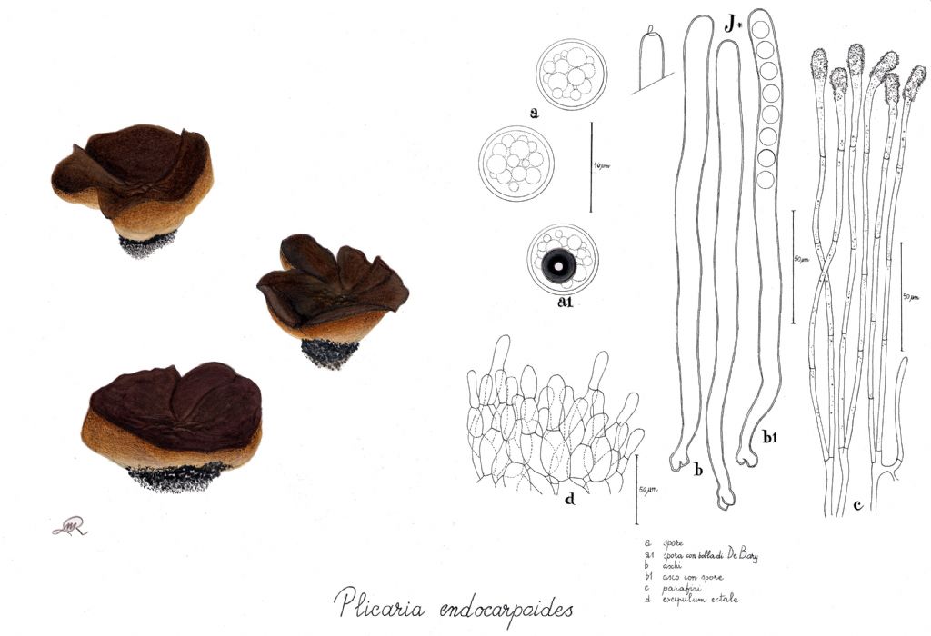 Plicaria endocarpoides